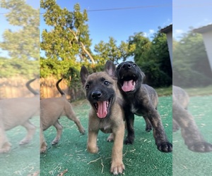 Belgian Malinois-Dutch Shepherd Dog Mix Puppy for sale in HOLLYWOOD, FL, USA