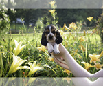 Puppy Roger Basset Hound