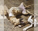 Small #7 Dutch Shepherd  Mix