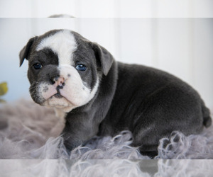 English Bulldog-Olde English Bulldogge Mix Litter for sale in MILLERSBURG, IN, USA