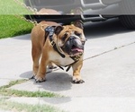Small Photo #1 Bulldog Puppy For Sale in HOUSTON, TX, USA