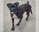 Small #1 Boxer