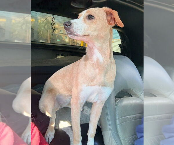 Medium Photo #1 Italian Greyhound-Whippet Mix Puppy For Sale in Dana Point, CA, USA