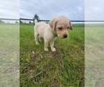 Puppy Maxwell Labrador Retriever