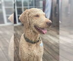 Small #1 Goldendoodle