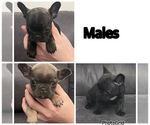 Small French Bulldog