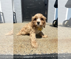 Cavapoo (Toy) Puppy for sale in RANDOLPH, MA, USA