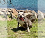 Small #21 American Staffordshire Terrier Mix