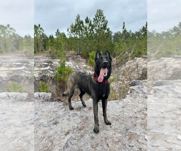 Medium Photo #5 Mutt Puppy For Sale in Imlay City, MI, USA
