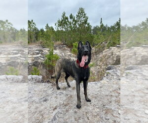 Omen  - Located in FL - Female Mutt Dog for Adoption - Photo #5