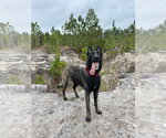 Small Photo #5 Mutt Puppy For Sale in Imlay City, MI, USA