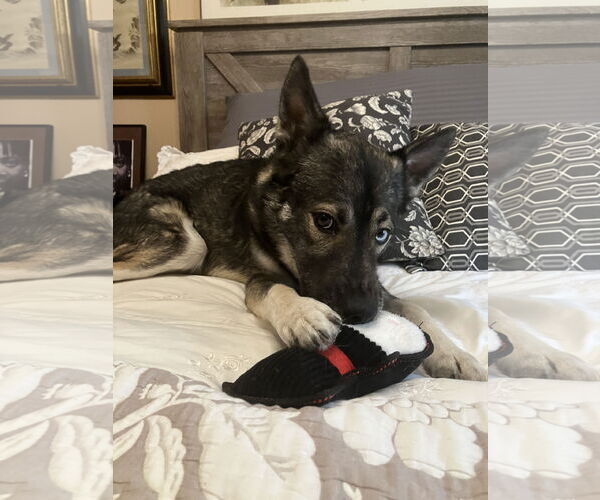 Medium Photo #5 Siberian Husky Puppy For Sale in Cedar Crest, NM, USA