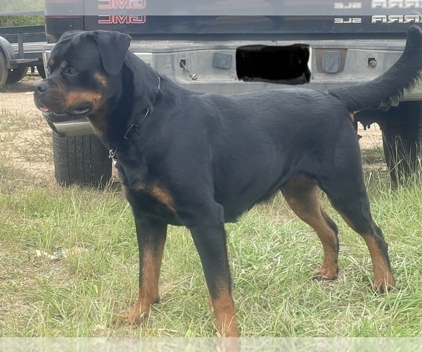 Medium Photo #4 Rottweiler Puppy For Sale in RICHLAND, GA, USA