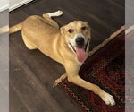 Small #2 Mutt