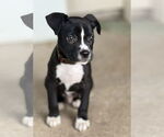 Small #6 American Staffordshire Terrier Mix