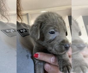 Labrador Retriever Puppy for sale in OSYKA, MS, USA
