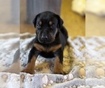 Puppy Blue Girl Doberman Pinscher