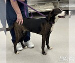 Small #1 Plott Hound Mix