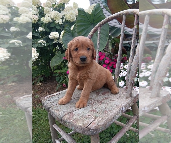 Medium Photo #5 Golden Retriever Puppy For Sale in GREENWOOD, WI, USA