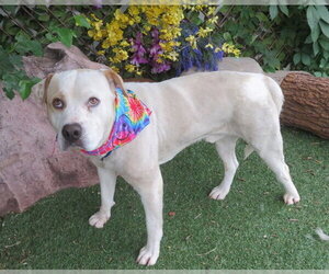 American Bulldog-Unknown Mix Dogs for adoption in Oklahoma City, OK, USA
