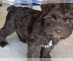 Small Photo #8 Schnauzer (Miniature) Puppy For Sale in KILLEEN, TX, USA