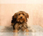 Small Photo #9 Yorkshire Terrier Puppy For Sale in NAPPANEE, IN, USA