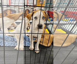 Frank - Male Catahoula Leopard Dog Dog for Adoption - Photo #2