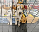 Small Photo #2 Catahoula Leopard Dog Puppy For Sale in Brooksville, FL, USA