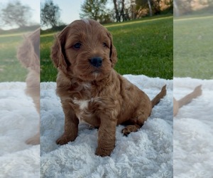 Goldendoodle (Miniature) Puppy for Sale in RANDOLPH, Wisconsin USA