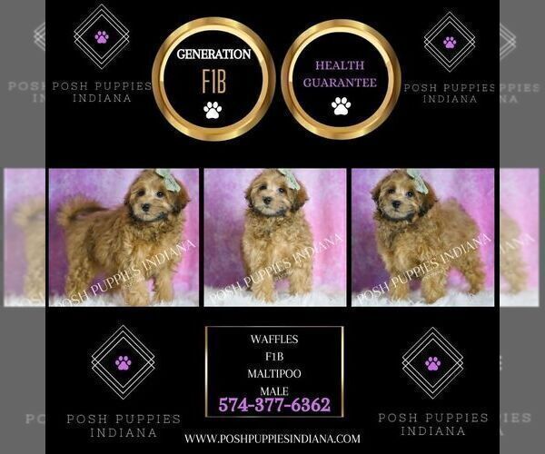 Medium Photo #60 Maltipoo (Miniature) Puppy For Sale in WARSAW, IN, USA