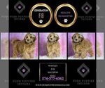 Small #1 Maltipoo (Miniature)