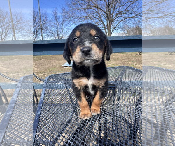 Medium Photo #1 Beagle-Unknown Mix Puppy For Sale in Columbus, IN, USA