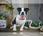 Small Photo #18 Boston Terrier Puppy For Sale in MILLERSBURG, OH, USA