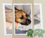 Small #3 German Shepherd Dog Mix