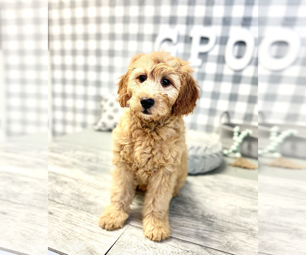 Medium Photo #3 Goldendoodle-Poodle (Miniature) Mix Puppy For Sale in MARIETTA, GA, USA