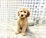 Small Photo #3 Goldendoodle-Poodle (Miniature) Mix Puppy For Sale in MARIETTA, GA, USA