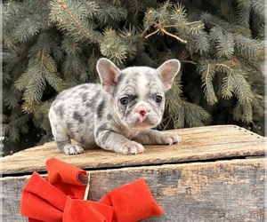 French Bulldog Puppy for sale in MIDDLEBURY, IN, USA