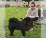 Small #6 Chow Chow