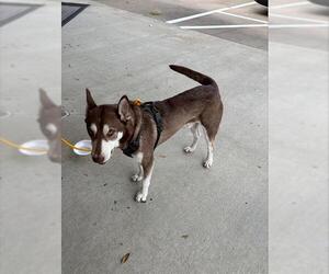 Siberian Husky-Unknown Mix Dogs for adoption in Grand Prairie, TX, USA