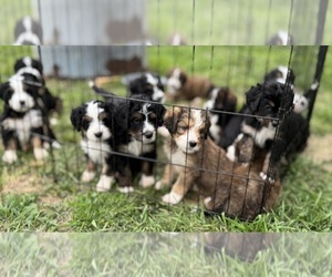 Bernedoodle Litter for sale in RAVENSWOOD, WV, USA