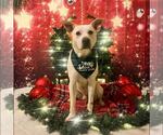 Small #6 American Staffordshire Terrier Mix