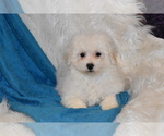 Small Photo #6 Bichpoo Puppy For Sale in ELDORADO, OH, USA
