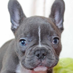 Mother of the French Bulldog puppies born on 08/27/2018