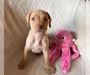 American Staffordshire Terrier-Labrador Retriever Mix Dogs for adoption in Lakewood, CO, USA