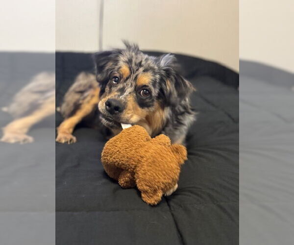 Medium Photo #2 Australian Shepherd Puppy For Sale in Chandler, AZ, USA