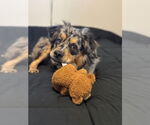 Small #1 Australian Shepherd