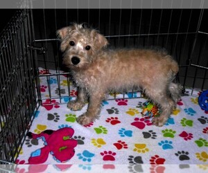 Schnoodle (Miniature) Puppy for sale in ORO VALLEY, AZ, USA