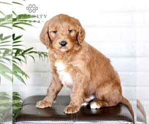 Goldendoodle (Miniature) Puppy for sale in LITITZ, PA, USA