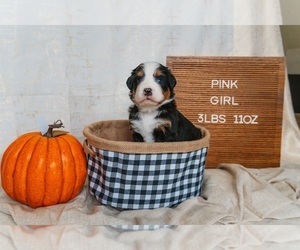 Bernese Mountain Dog Puppy for Sale in WICHITA, Kansas USA