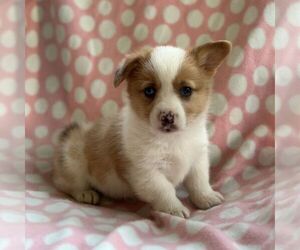 Pembroke Welsh Corgi Puppy for sale in MECHANICSVILLE, MD, USA